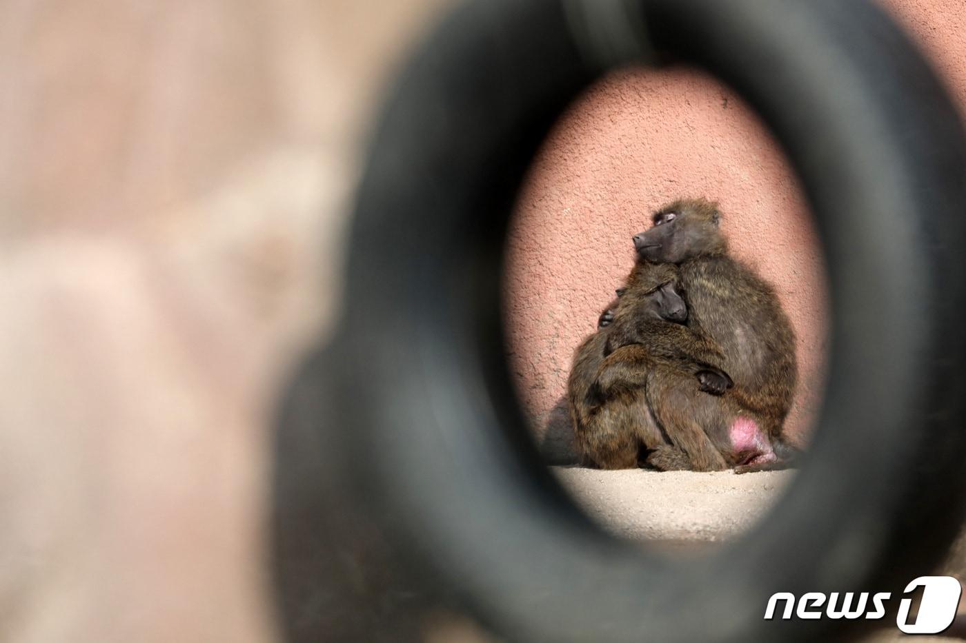 경기도 과천시 서울대공원 동물원에서 아누비스개코원숭이가 햇빛 아래 모여 추위를 피하고 있다. (특정 기사 내용과는 무관한 자료사진) 2021.1.4/뉴스1 ⓒ News1 조태형 기자