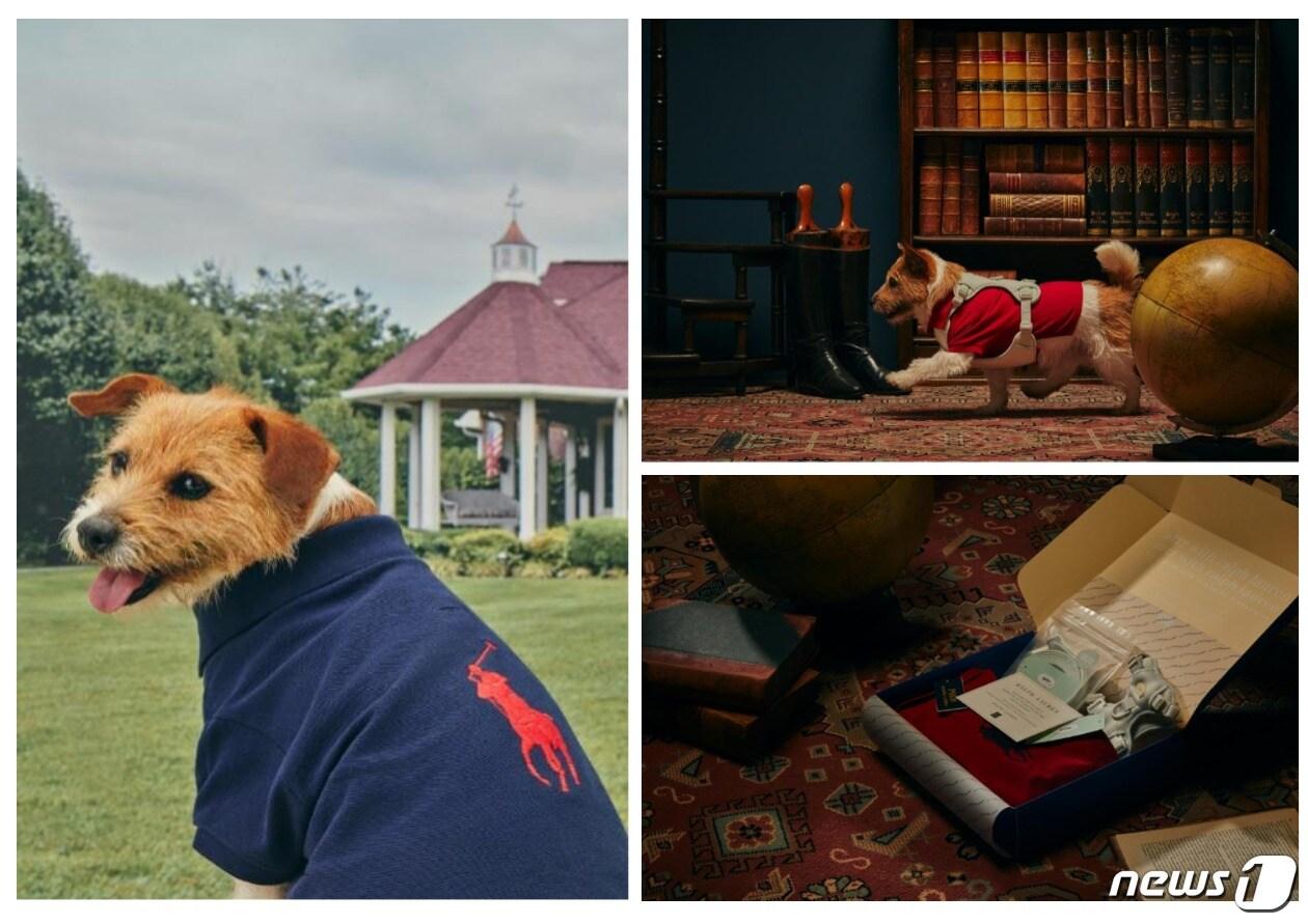 본문 이미지 - 사진 아르르 제공 ⓒ 뉴스1