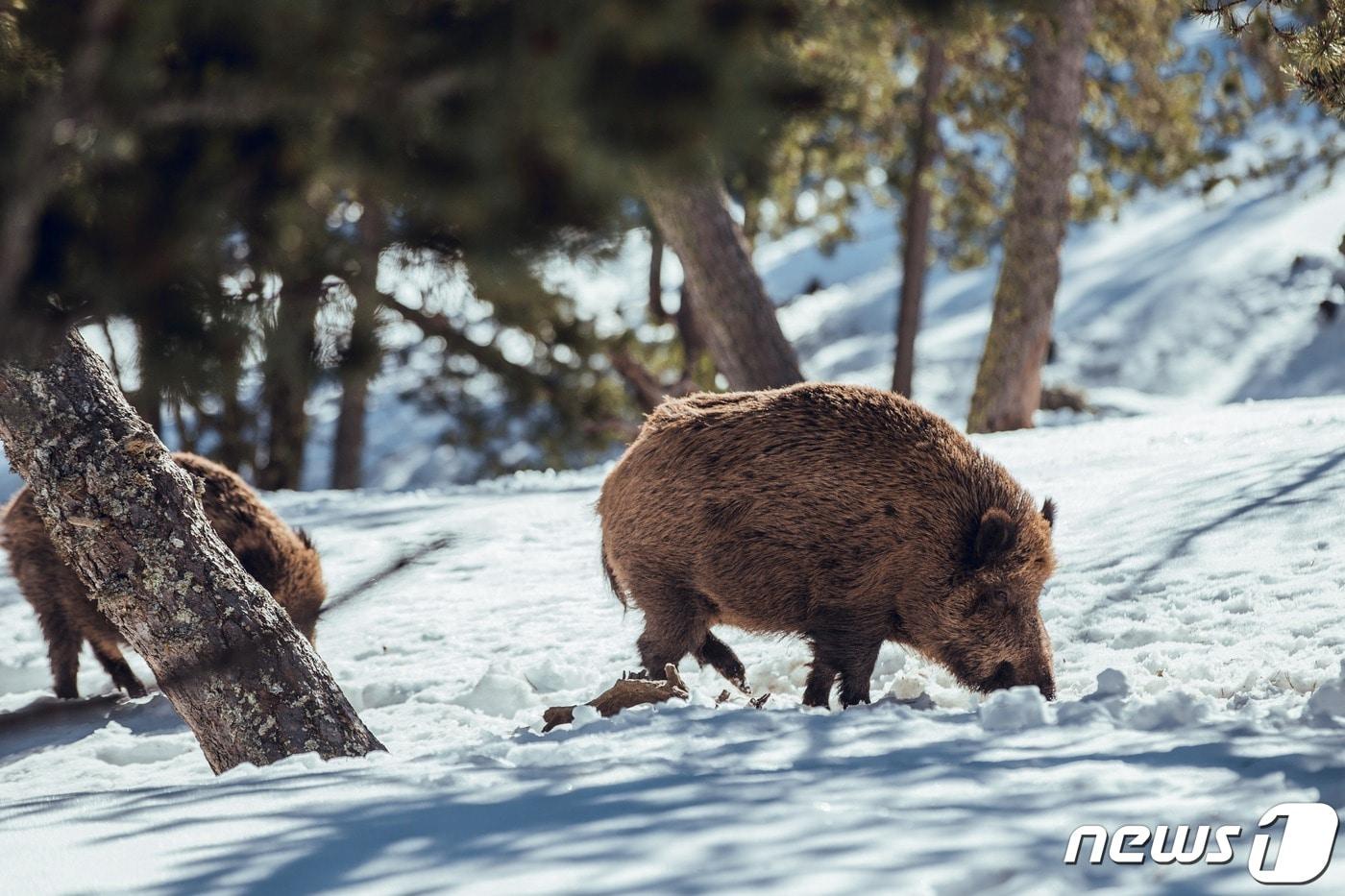 야생 멧돼지. 사진 이미지투데이 ⓒ 뉴스1