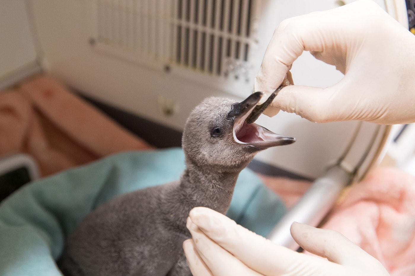 롯데월드 아쿠아리움에서 부화한 아기 펭귄ⓒ 뉴스1