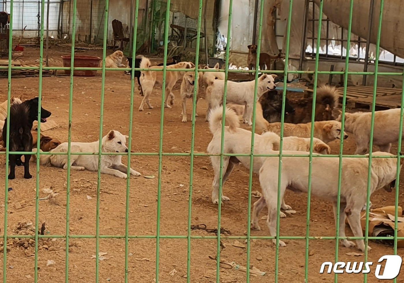 경기도 한 사설동물보호소의 유기유실견들. 해당 기사와 관련 없음. ⓒ 뉴스1 최서윤 기자