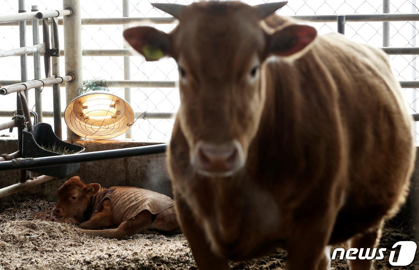 6일 오후 울산시 울주군 청량읍 한 축사에서 방한복을 입은 송아지가 난방 기구 아래에서 어미 소와 함께 추위를 견뎌내고 있다. 2021.1.6/뉴스1 ⓒ News1 윤일지 기자