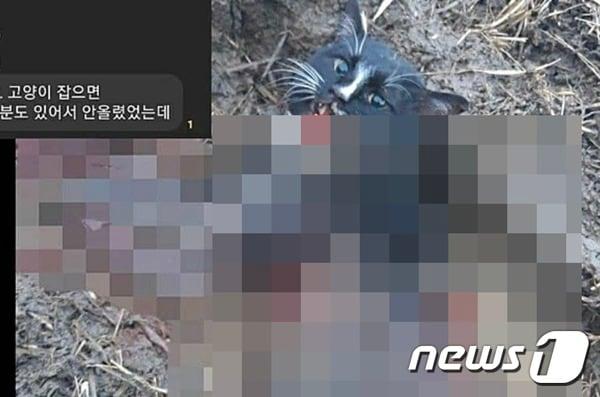본문 이미지 - 6일 오픈채팅방에 길고양이 학대 사진과 영상이 공유됐다는 글이 올라와 공분을 사고 있다. 사진 독자 제공 ⓒ 뉴스1