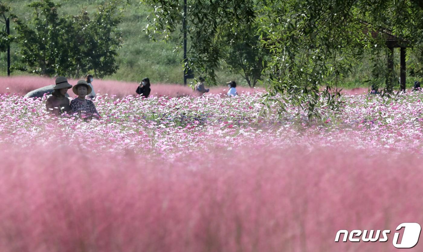 본문 이미지 - 완연한 가을 날씨를 보인 1일 경북 구미시 낙동강체육공원에 조성된 꽃밭에 핑크뮬리와 코스모스가 활짝 펴 꽃 물결을 이루고 있다.2021.10.1/뉴스1 ⓒ News1 정우용 기자