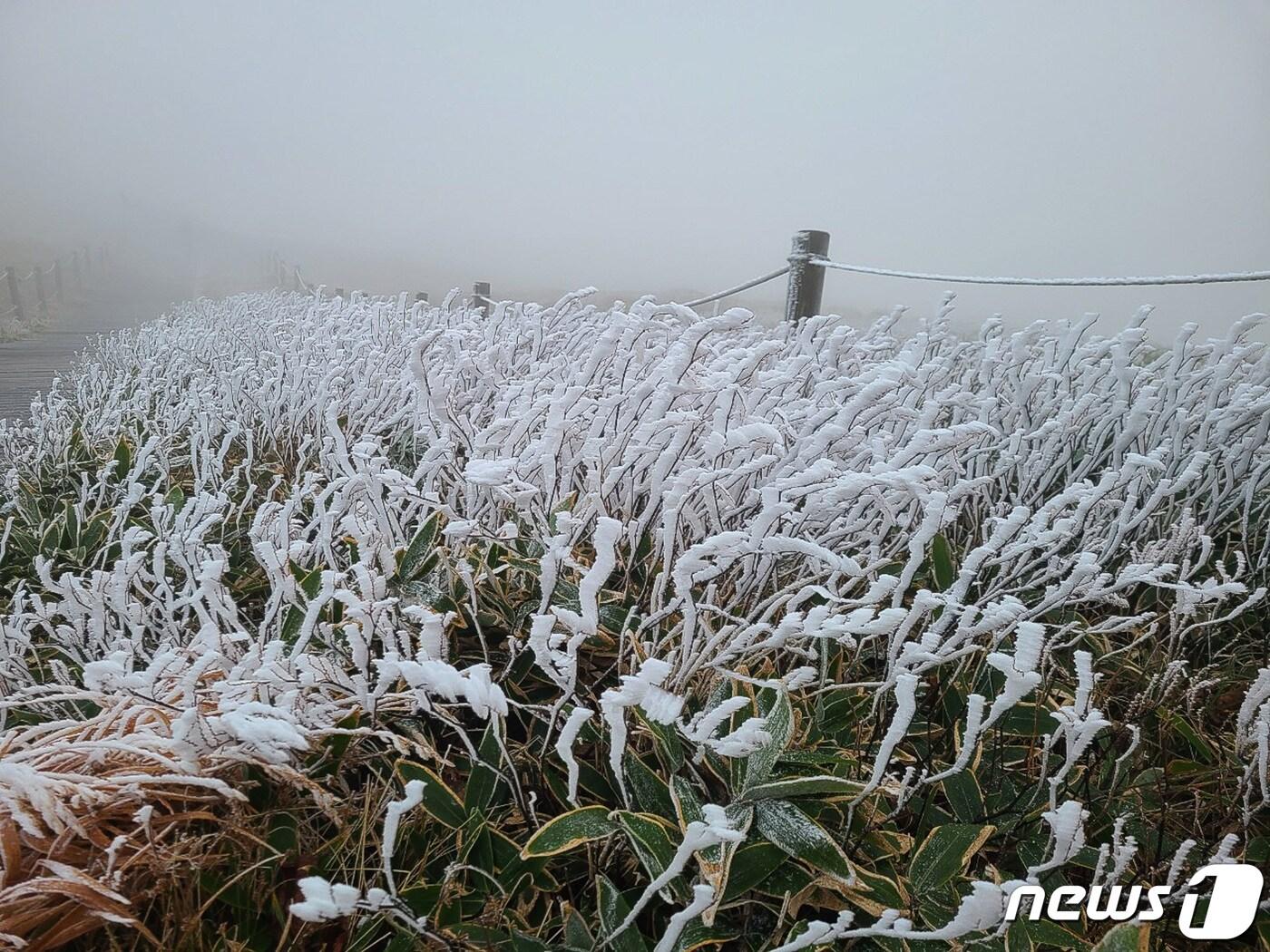 본문 이미지 - 한라산 윗세오름의 상고대 . / 뉴스1