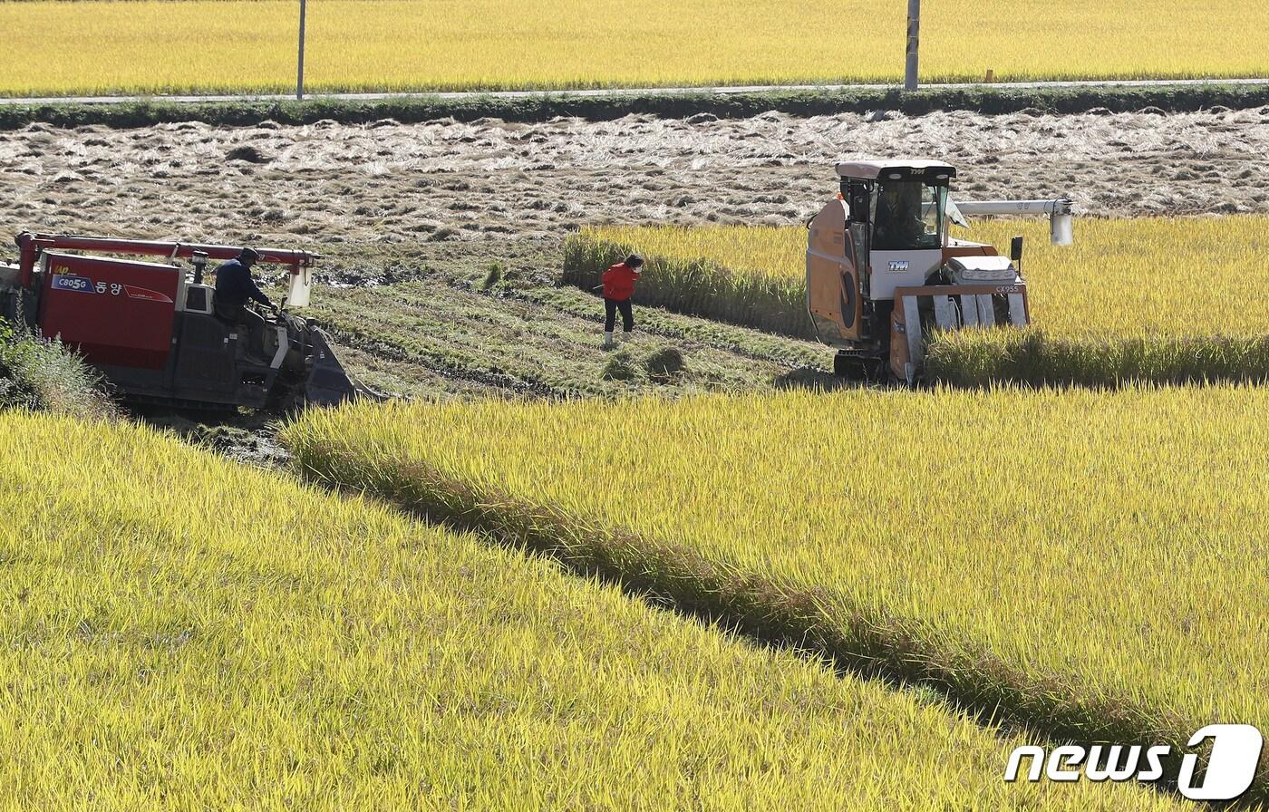 서리가 내리는 시기를 뜻하는 절기 상강(霜降)을 닷새 앞두고 농촌은 난데없이 찾아온 10월 한파로 한층 바빠졌다. 18일 경북 상주시 신봉동 한 논에서 콤바인 2대가 누렇게 익은 벼를 서둘러 수확하고 있다. 2021.10.18/뉴스1 ⓒ News1 공정식 기자