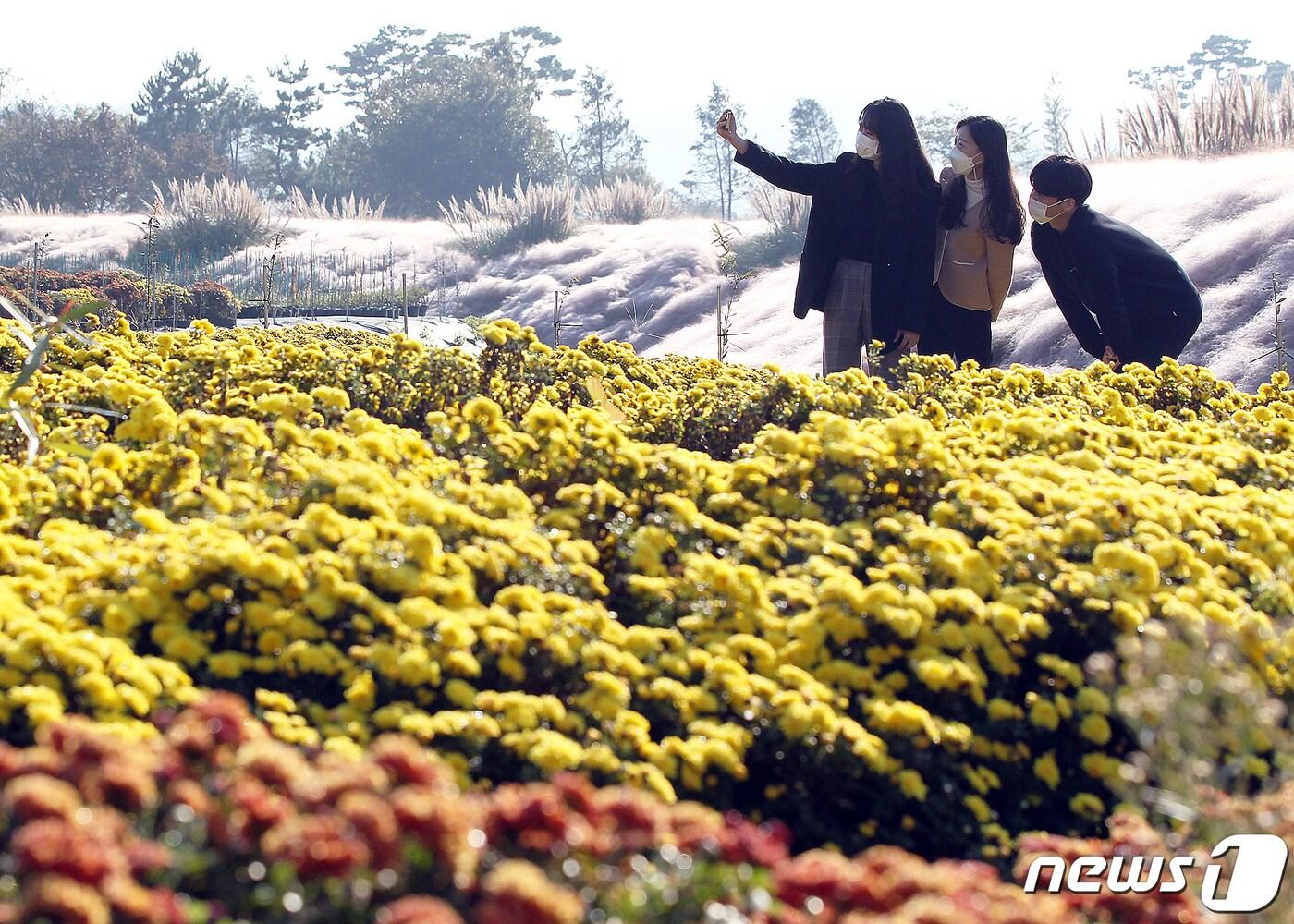 본문 이미지 - 25일 전남 함평 생태습지공원에 만개한 국화가 관광객들을 유혹하고 있다.(함평군 제공)2021.10.25/뉴스1 ⓒ News1