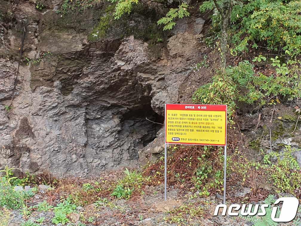 본문 이미지 - 충북 영동의 레인보우힐링관광지 내 인공토굴 앞에 설치된 토끼박쥐 안내판.  ⓒ 뉴스1