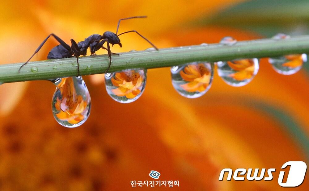 본문 이미지 - 225회 이달의 보도사진상을 수상한 김기태 기자의  '빗방울 속에 갇힌 가을'
