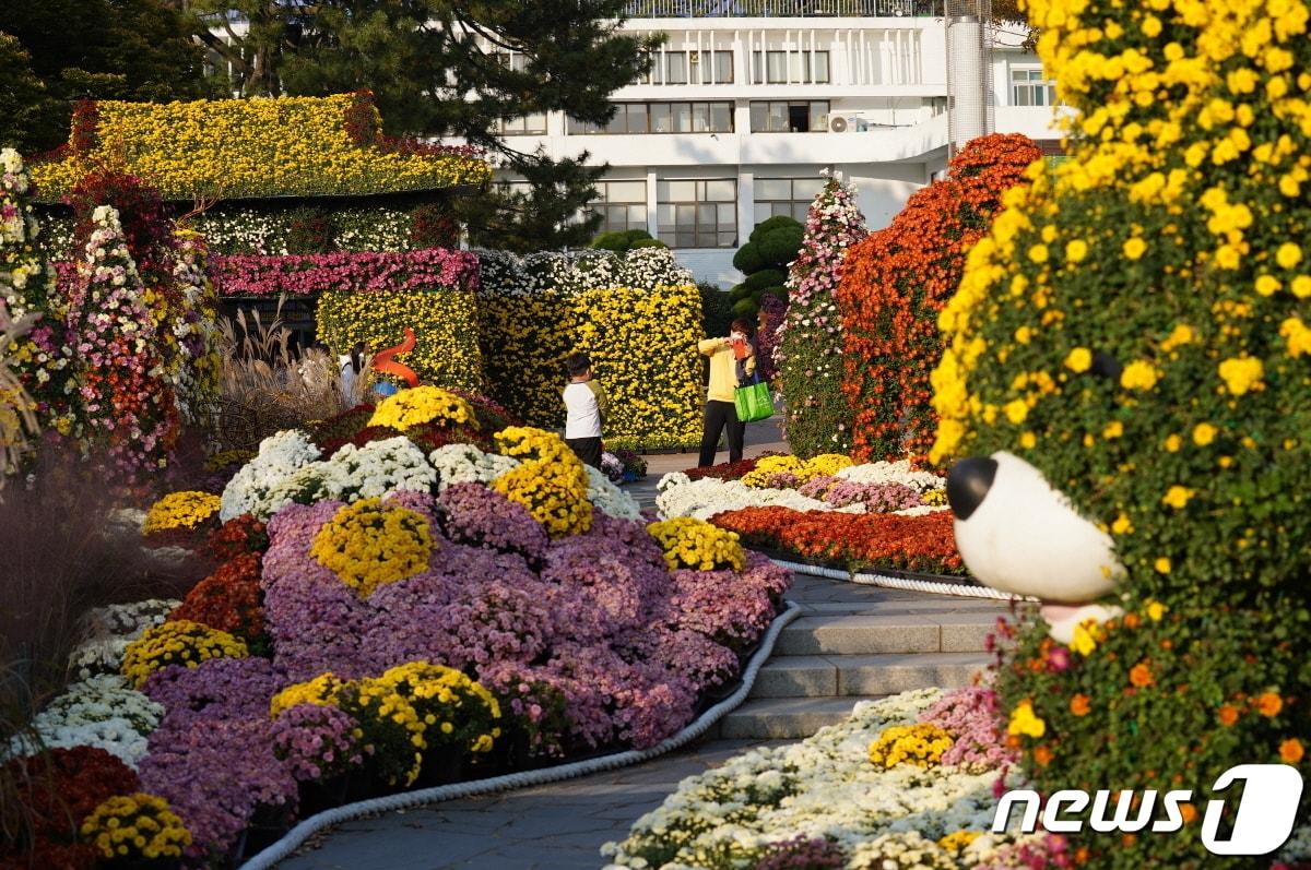 본문 이미지 - 해남군청 광장에 전시된 국화꽃ⓒ 뉴스1