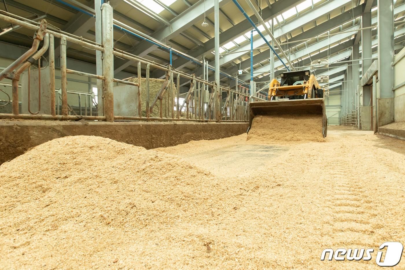 본문 이미지 - 한우 축사 바닥에 깔짚을 새로 깔고 있다. (농촌진흥청 제공) /뉴스1
