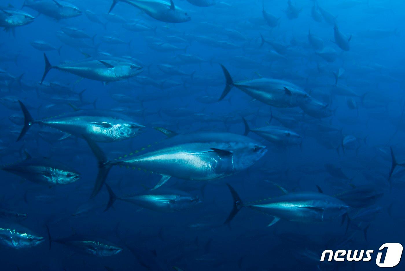 &#40;이미지출처: 클립아트코리에&#41;ⓒ 뉴스1