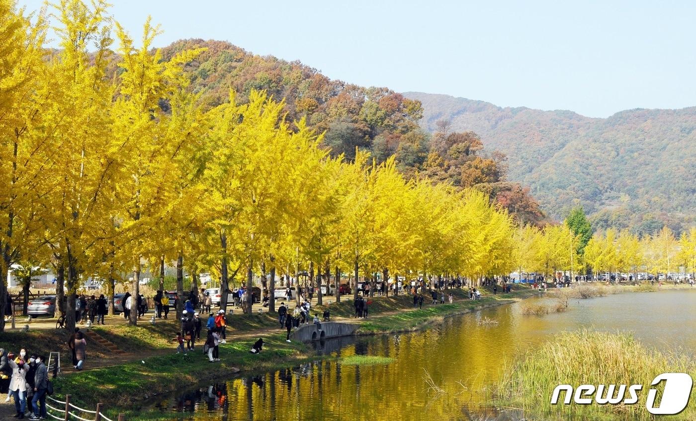 본문 이미지 - 31일 오전 충북 괴산군 문광면 양곡1리 은행나무 가로수 길은 가을정취를 만끽하려는 인파로 북적였다.2021.10.31ⓒ 뉴스1