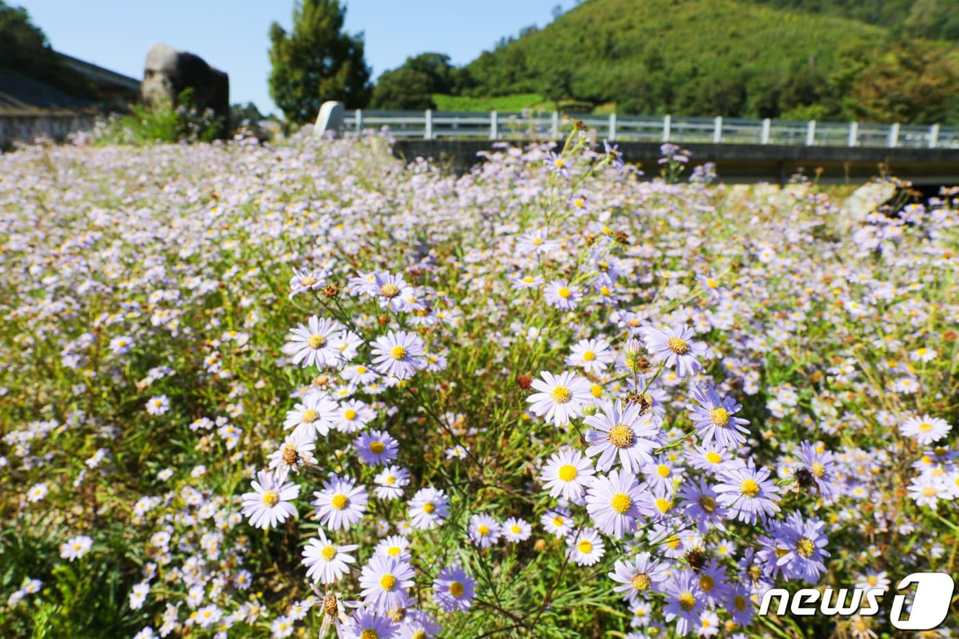 본문 이미지 - 단양쑥부쟁이가 단양군 적성면 주민들의 노력으로 도로변 곳곳에 화려하게 꽃피우고 있다.(단양군 제공)ⓒ 뉴스1