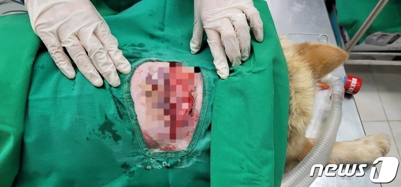본문 이미지 - 지난달 5일 속초에서 흉기테러를 당해 동물병원으로 옮겨진 반려견 '순이'가 수술을 받고 있다.(한국애견협회 속초지회 제공) 2021.10.6/뉴스1
