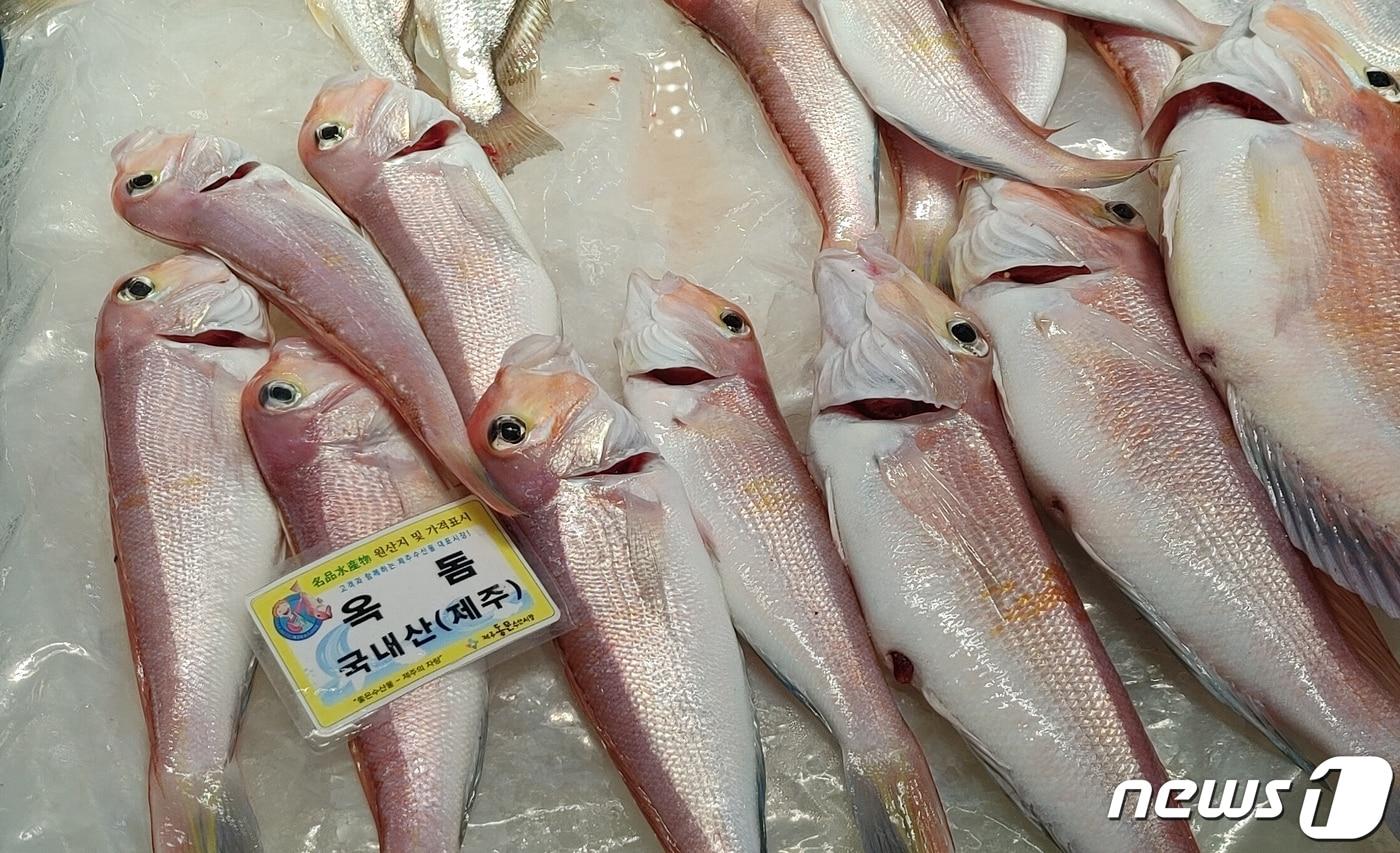 제주연안에서 어획한 생옥돔.ⓒ 뉴스1
