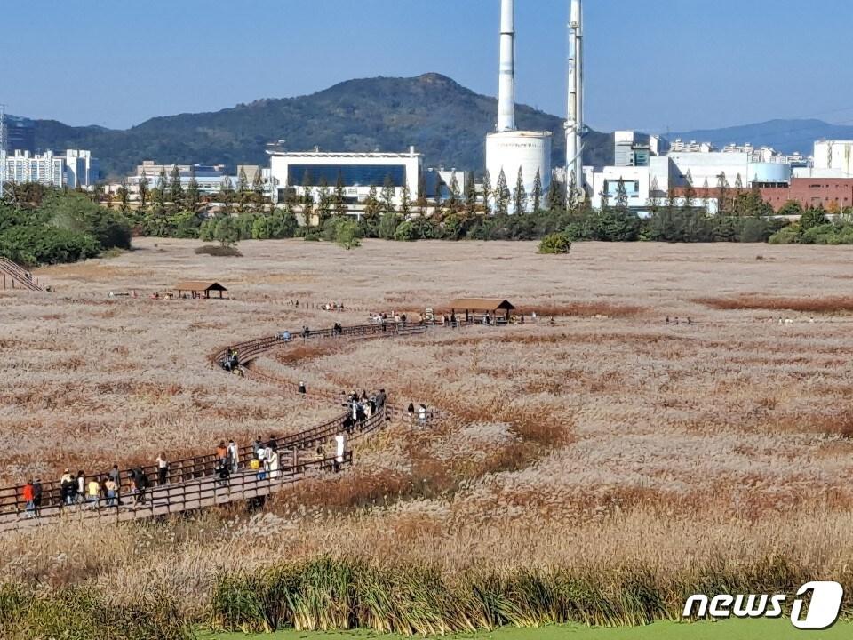 본문 이미지 - 대명유수지 물억새(대구시 제공)ⓒ 뉴스1