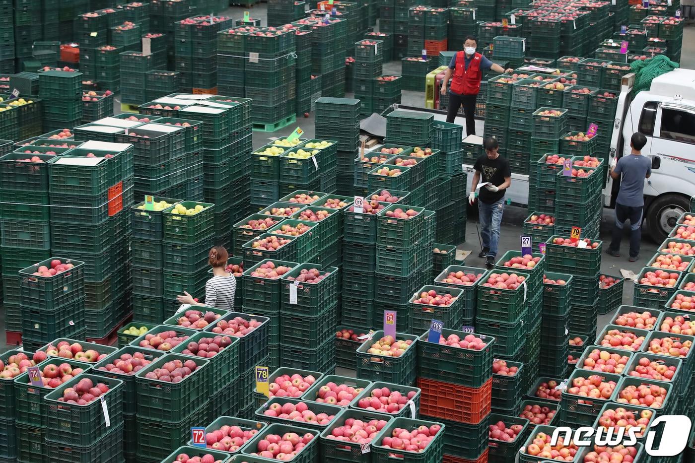 본문 이미지 - 경북 안동시 농산물도매시장 경매장에 양광·감홍·시나노 골드 등 지역 과수농가에서 올가을 수확한 햇사과가 수북이 쌓여 있다. /뉴스1 