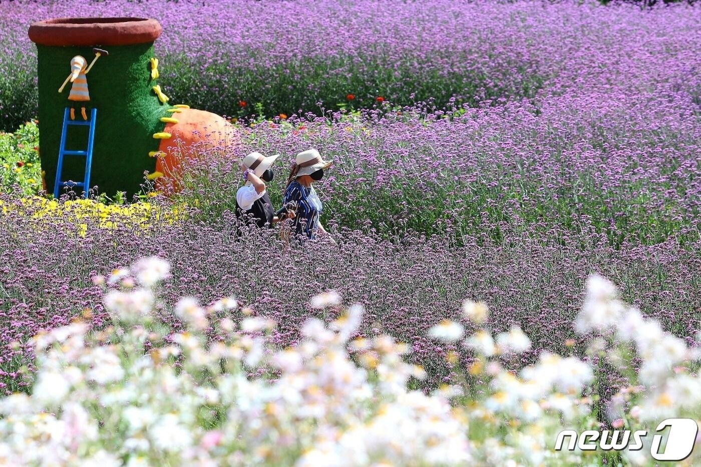 본문 이미지 - 지난 7일 강원 인제 북면 용대리 용대관광단지에 국화를 비롯한 버들마편초, 구절초, 코스모스 등이 활짝 펴 장관을 이루고 있다. 24일까지 용대관광단지에서는 ‘인제에서 꽃길만 걷자’를 테마로 한 가을 꽃축제가 열린다.(인제군 제공) 2021.10.7/뉴스1 ⓒ News1 김정호 기자