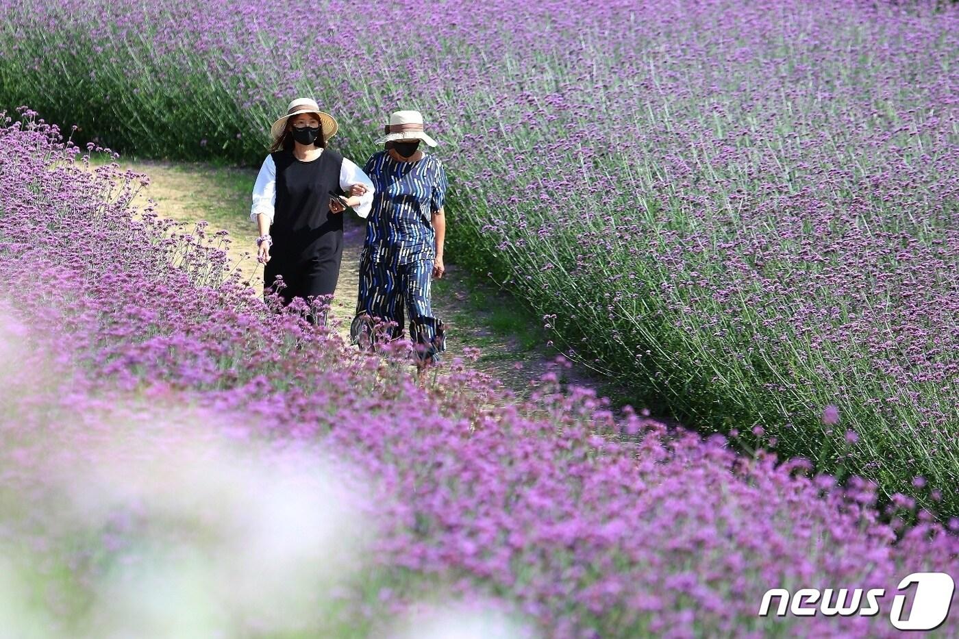 버들마편초 꽃길을 거닐고 있는 시민들(자료 사진) /뉴스1