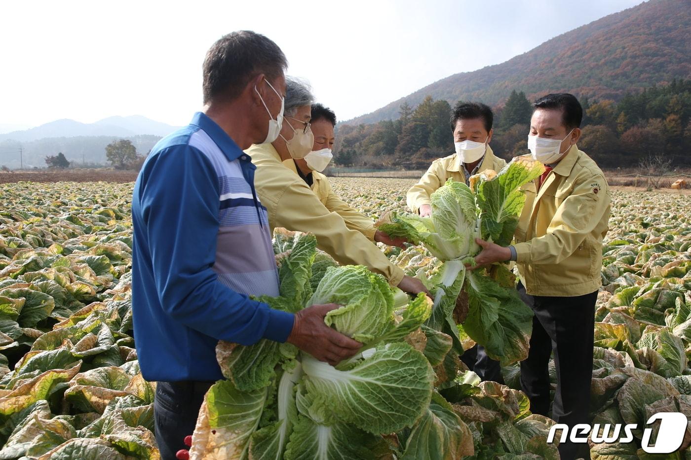 본문 이미지 - 1일 송지용 전북도의장과 나인권 농산업경제위원회 부위원장, 이한기 의원이 지난달 한파로 피해를 입은 진안군 지역 배추 농가를 찾았다.(전북도의회제공)2021.11.1/뉴스1
