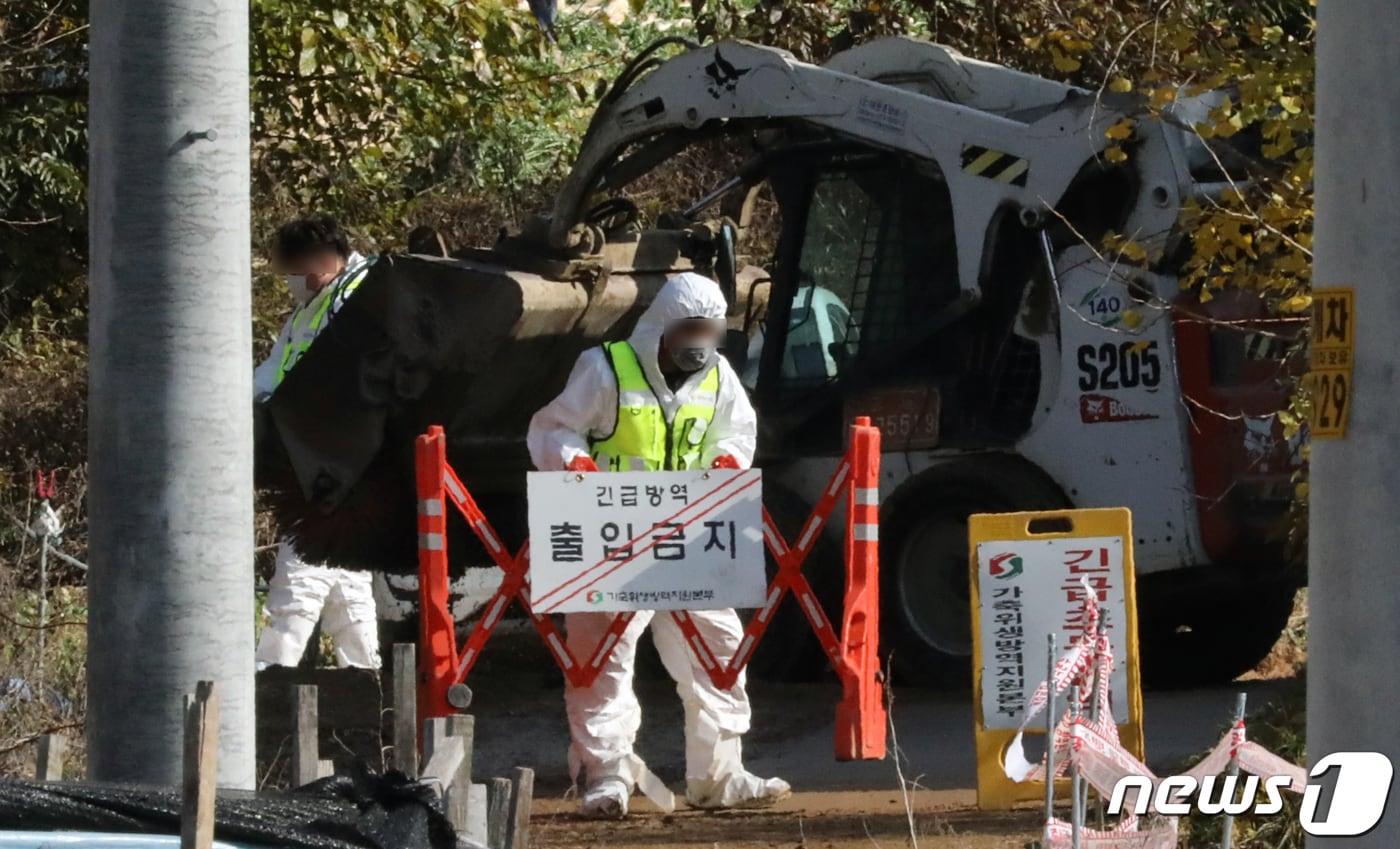 충북 조류인플루엔자 자료사진 ⓒ News1 장수영 기자