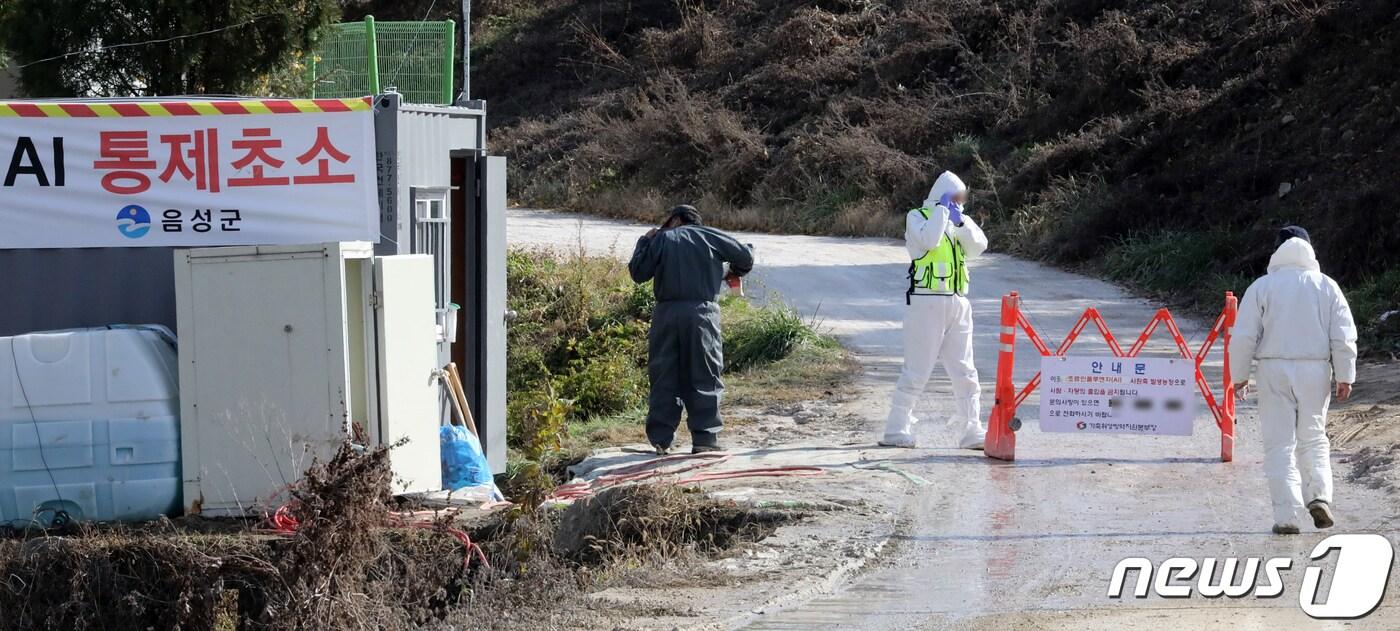 본문 이미지 - 가축방역위생본부 관계자들이 12일 충북 음성군에서 지난 8일부터 11일에 거쳐 고병원성 조류인플루엔자(AI)가 확산 중인 가금농장 출입 도로에서 차량에 소독약을 뿌리는 등 방역조치를 하고 있다. 2021.11.12/뉴스1 ⓒ News1 장수영 기자