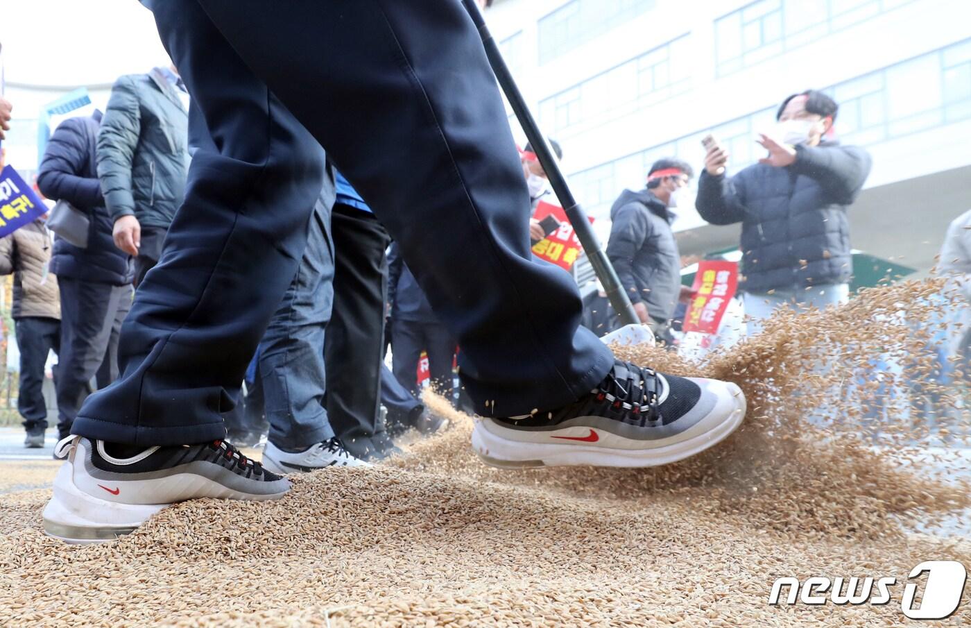 본문 이미지 - 한국농업경영인중앙연합회 회원들이 15일 정부세종청사 농림축산식품부 앞에서 '농민 생존권 사수 한농연 총궐기 대회'를 갖고 올해 수확한 쌀을 트렉터와 발로 밟는 상징의식을 갖고 있다. 한농연은 'CPTTP(포괄적·점진적 환태평양경제동반자협정)가입 철회, 2022년 농식품 핵심 예산 증액, 산지 쌀값 안정 초과 물량 격리'를 촉구했다. 2021.11.15/뉴스1 ⓒ News1 장수영 기자