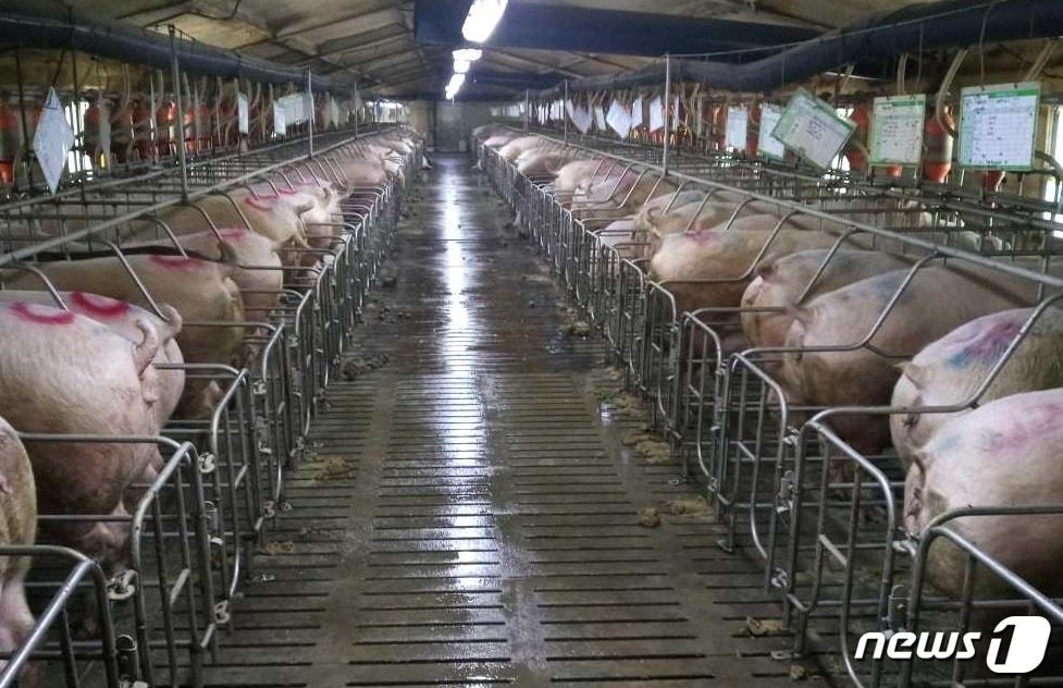 본문 이미지 - 돼지 농가 자료 사진(어웨어 제공) ⓒ 뉴스1
