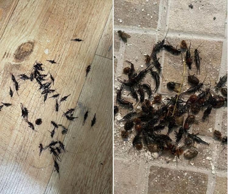 본문 이미지 - 육군 15사단 간부가 '독신간부 숙소'에 집게벌레가 득실거린다며 군제보 채널인 '육군훈련소 대신 전해드립니다' 에제보, 조치를 요구했다. 이에 대해 "군에선 거의 모든 일을 스스로 해야 하는데 사병보고 잡아달라는 말이냐'며 반박하는 댓글이 줄을 이었다. (육대전 갈무리) ⓒ 뉴스1