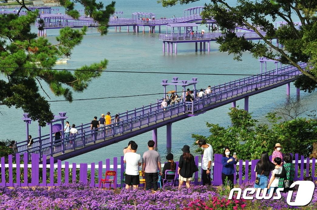 본문 이미지 - 퍼플섬으로 유명한 신안군 반월·박지도ⓒ 뉴스1