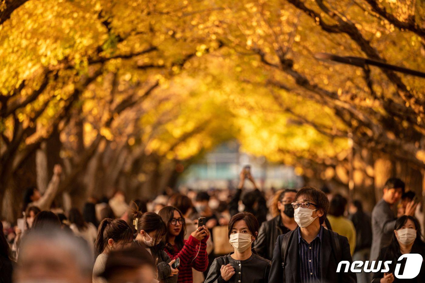 18일 (현지시간) 일본 도쿄의 메이지 신궁 정원에서 시민들이 은행나무 아래서 단풍을 즐기고 있다. ⓒ AFP=뉴스1 ⓒ News1 우동명 기자