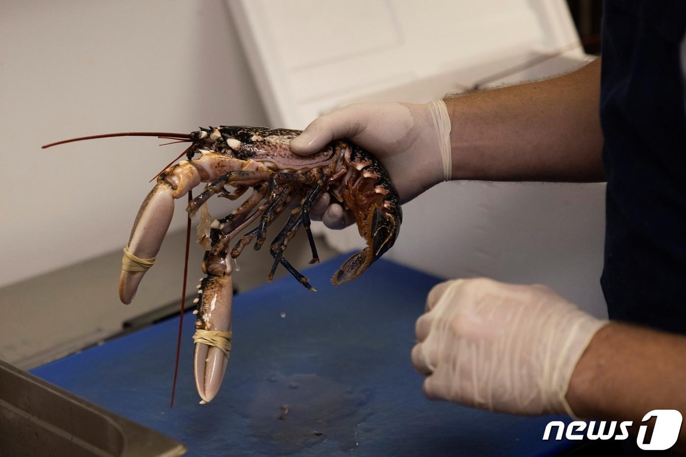 영국 정부는 2021년 11월 22일 문어, 바닷가재, 게 등이 고통을 느끼는 동물인 만큼 동물복지법에 따라 보호받아야 한다고 밝혔다. ⓒ 로이터=뉴스1 ⓒ News1 박재하 기자