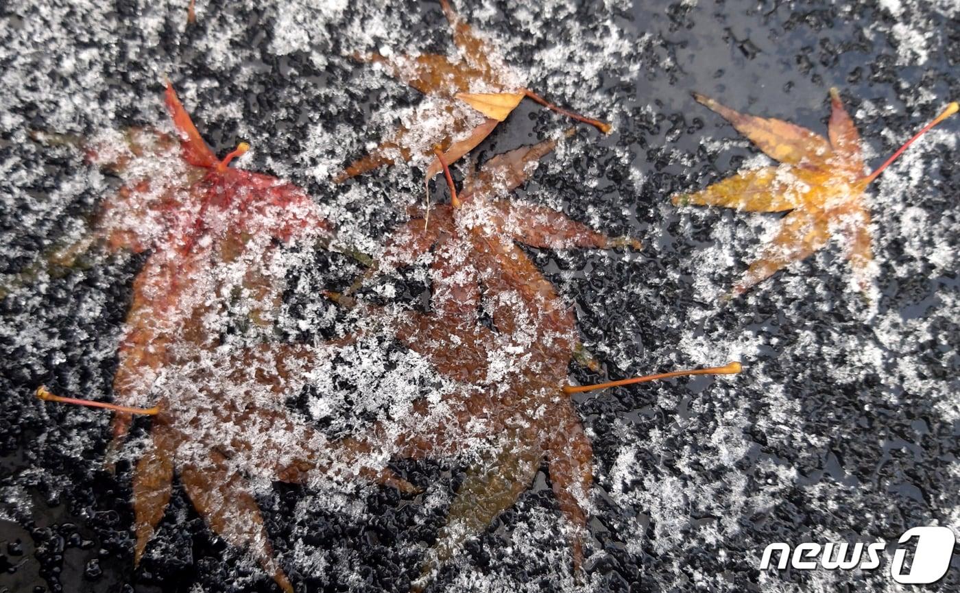 얼어붙은 낙엽 위로 쌓인 눈 ⓒ News1 김기태 기자
