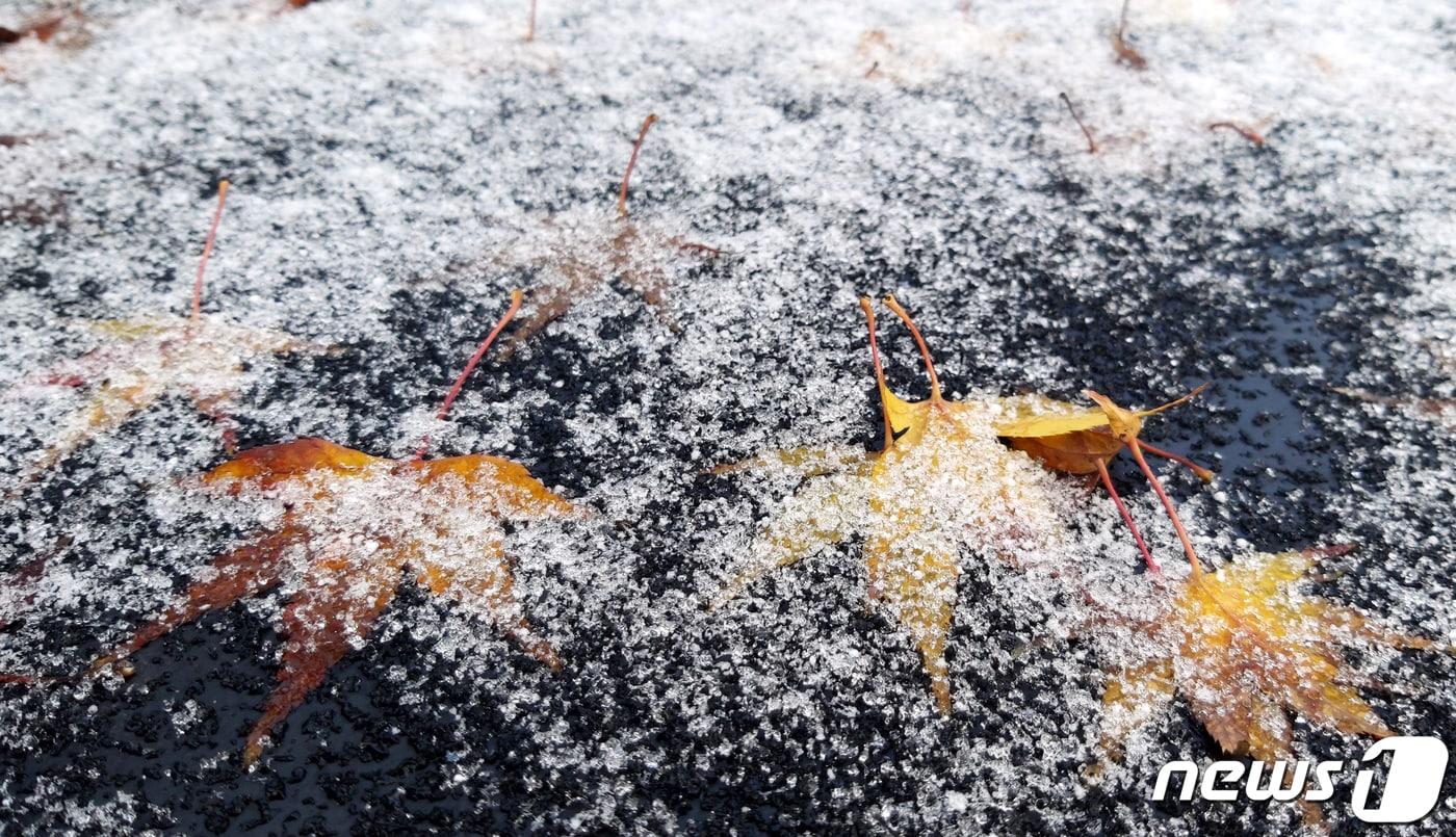 본문 이미지 - 30일 대전·충남은 북부 내륙을 중심으로 많은 눈이 내린 가운데 기온이 낮아지면서 도로 살얼음 또는 빙판길이 나타나는 곳이 있겠다. 대전지역에서 낙엽 위로 내린 눈이 쌓여 있다. /뉴스1 ⓒ News1 김기태 기자