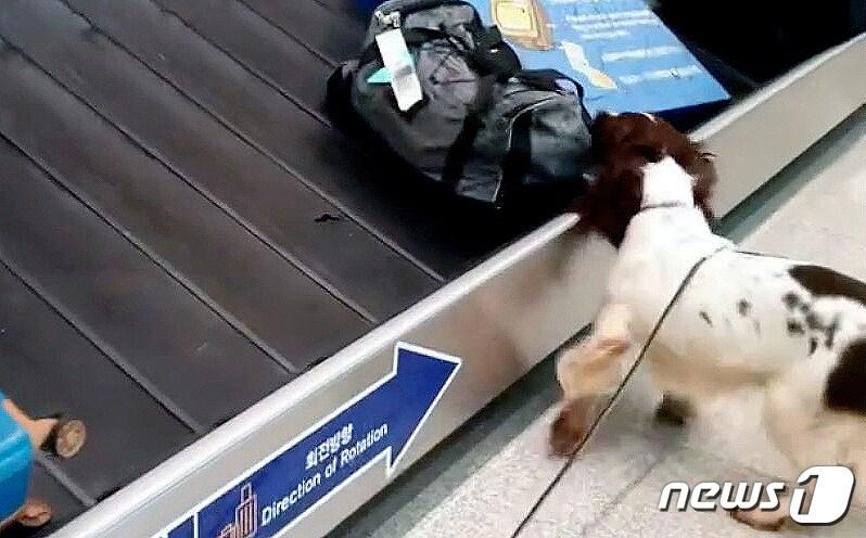 본문 이미지 - 이집트에서 대마초를 몰래 반입하려던 30대 이집트 난민이 세관에 적발돼 구속됐다. 인천본부세관은 마약류 관리에 관한 법률 위반 혐의로 A씨(31·이집트 국적)를 구속해 검찰에 송치했다. 인천세관 마약탐지견이 입국자 가방안에 든 마약 냄새를 맡고 있다. (인천세관 제공) 2021.11.25/뉴스1 ⓒ News1 정진욱 기자