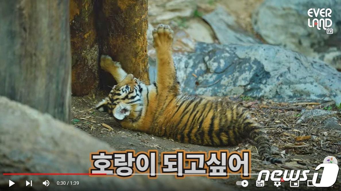 본문 이미지 - 에버랜드 유튜브 채널 갈무리 ⓒ 뉴스1