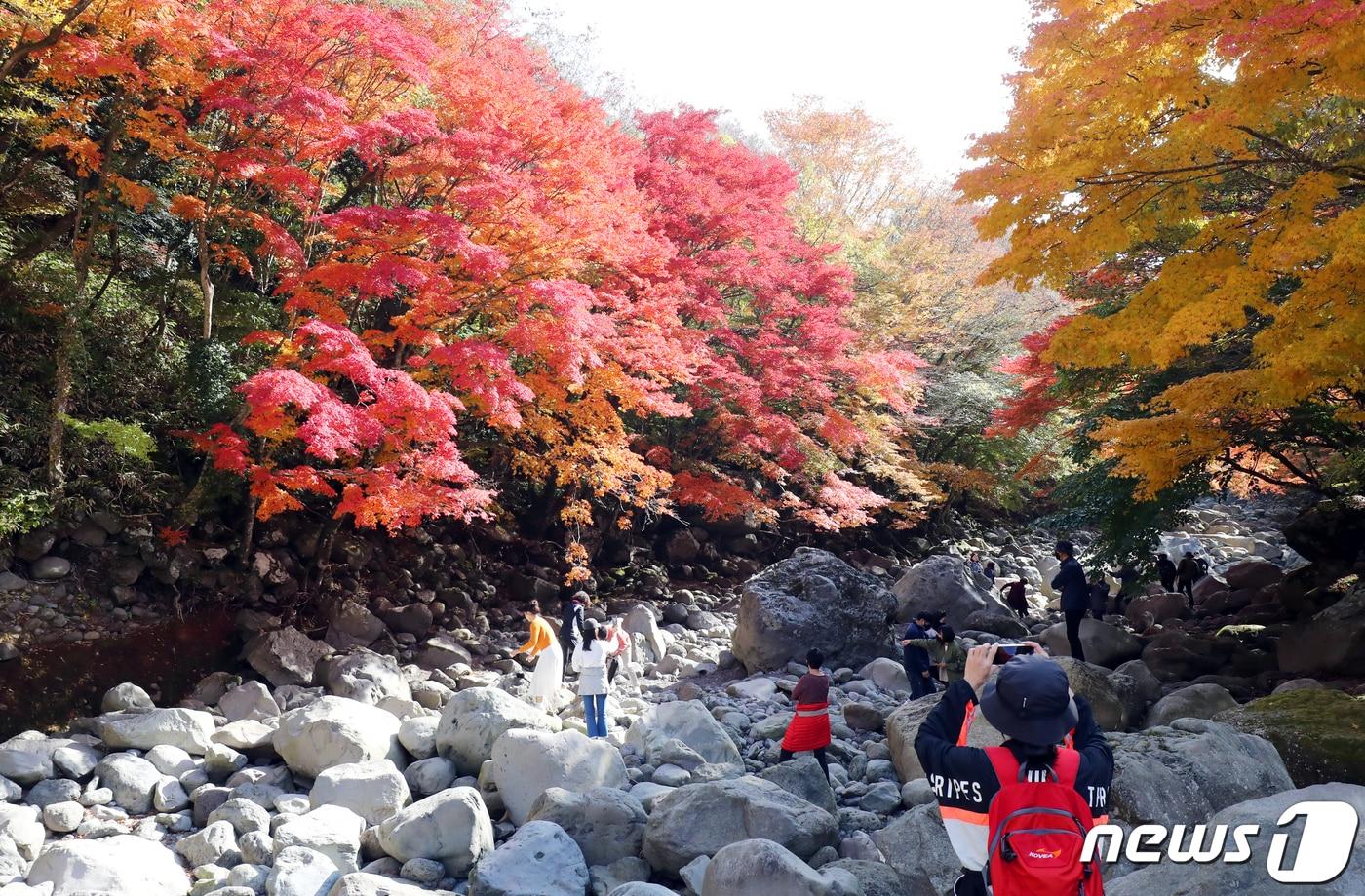 3일 오전 단풍이 절정을 이룬 제주 한라산 천아계곡에서 관광객과 도민들이 무르익은 가을 정취를 즐기고 있다. 2021.11.3/뉴스1 ⓒ News1 오현지 기자