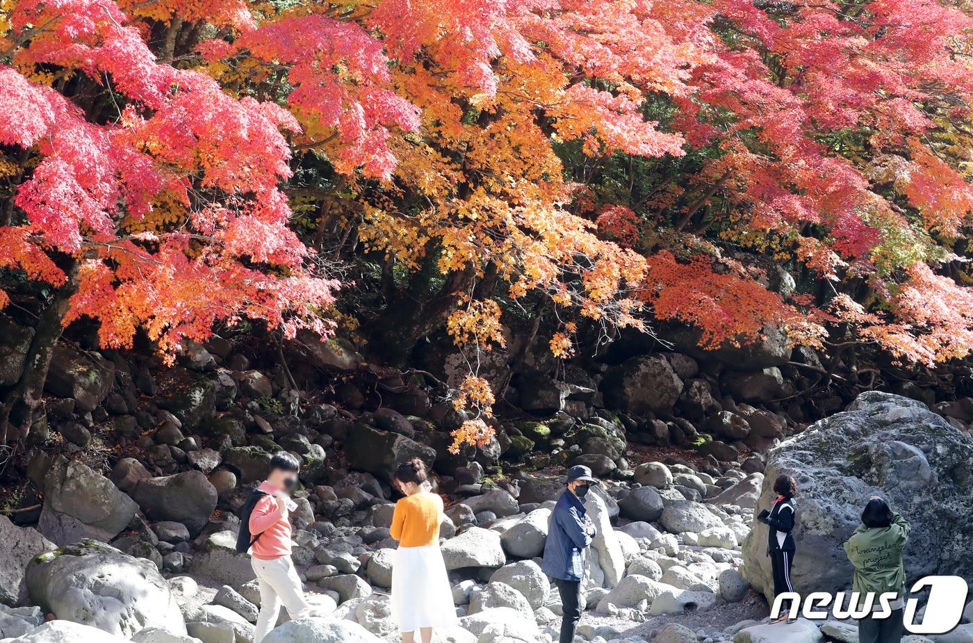 본문 이미지 - 제주도 한라산국립공원관리소는 9월1일~10월31일 2개월 간 등산 시작시작은 당초 오전 5시에서 5시30분으로 조정한다고 20일 밝혔다. 제주 한라산 천아계곡에서 관광객과 도민들이 무르익은 가을 정취를 즐기고 있다. 2021.11.3/뉴스1 ⓒ News1 오현지 기자