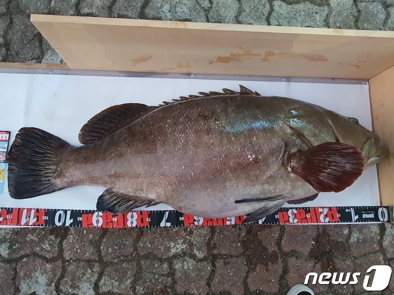 본문 이미지 - 2021년 제주 서귀포시 범섬 해상에서 잡혔던 무게 31kg의 대형 다금바리(현관철씨 제공)2021.11.4/뉴스1 ⓒ News1 고동명 기자