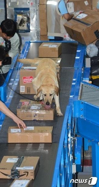 본문 이미지 - 인천 중구 인천공항 특송물류센터에서 탐지견이 마약류 등 불법물품을 탐지하고 있다. (사진은 기사내용과 관련 없음)ⓒ 뉴스1