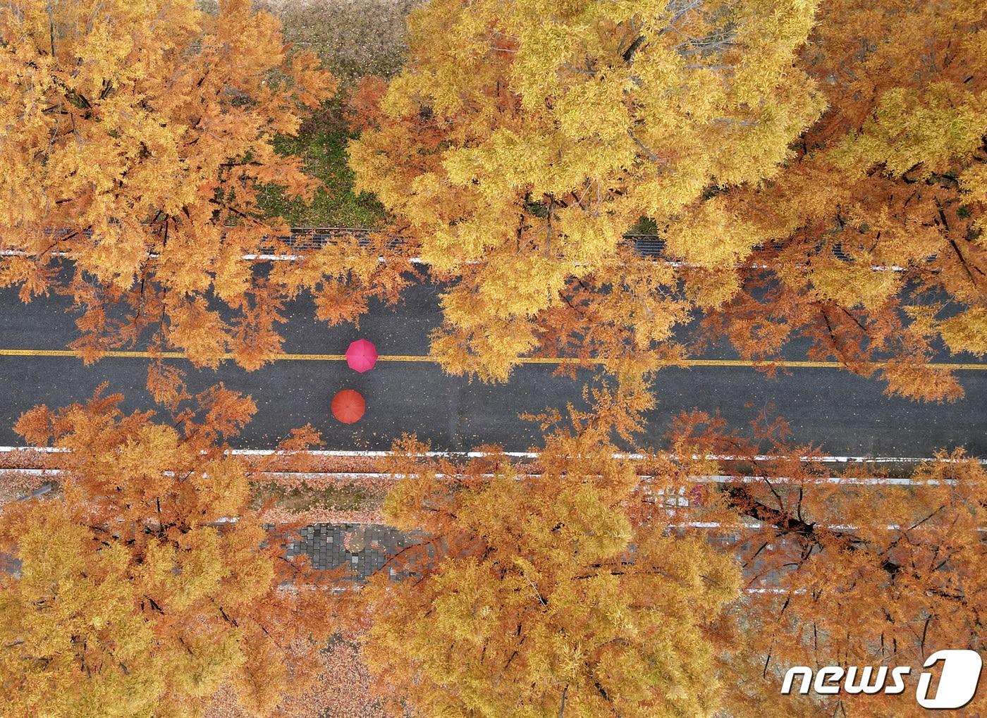 본문 이미지 - 21일 대전·충남엔 북서쪽 찬 공기가 남하하면서 낮부터 기온이 떨어질 것으로 예보됐다. 대전 유성구 국립대전현충원 메타세쿼이아길에서 시민들이 걸어가고 있다. ⓒ 뉴스1 김기태 기자