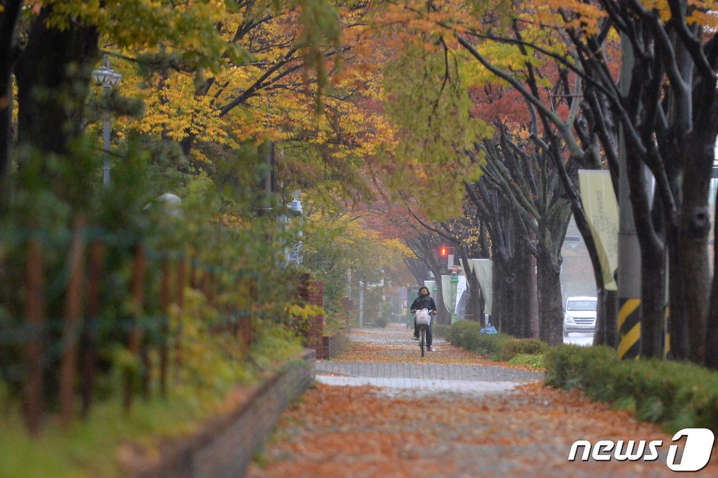 본문 이미지 - 8일 경북 포항시 남구청 앞 도로에서 자전거를 탄 시민이 낙엽 카펫이 펼쳐진 길을 달리고 있다. 2021.11.8/뉴스1 ⓒ News1 최창호 기자