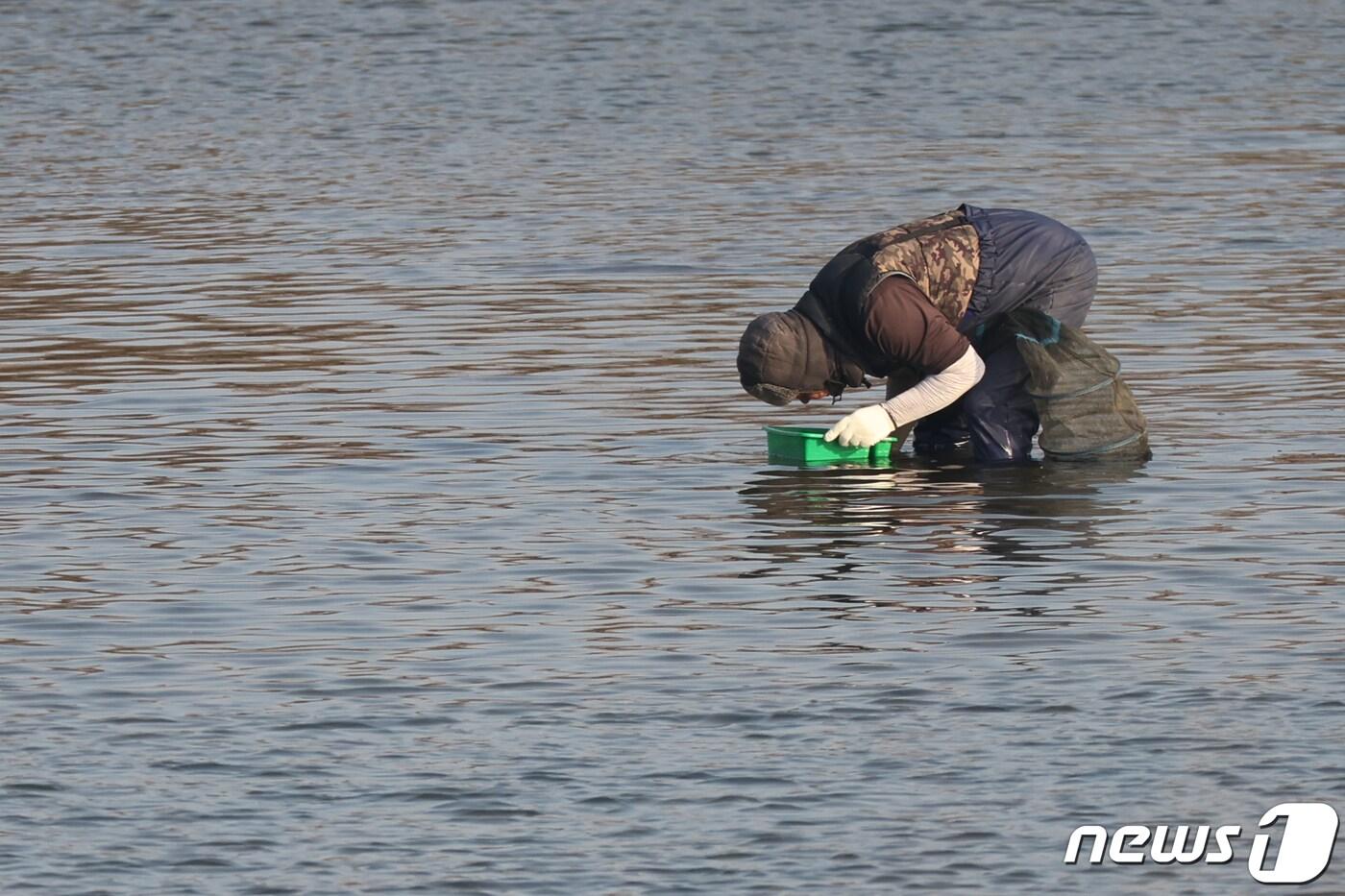 다슬기 채취 모습./뉴스1