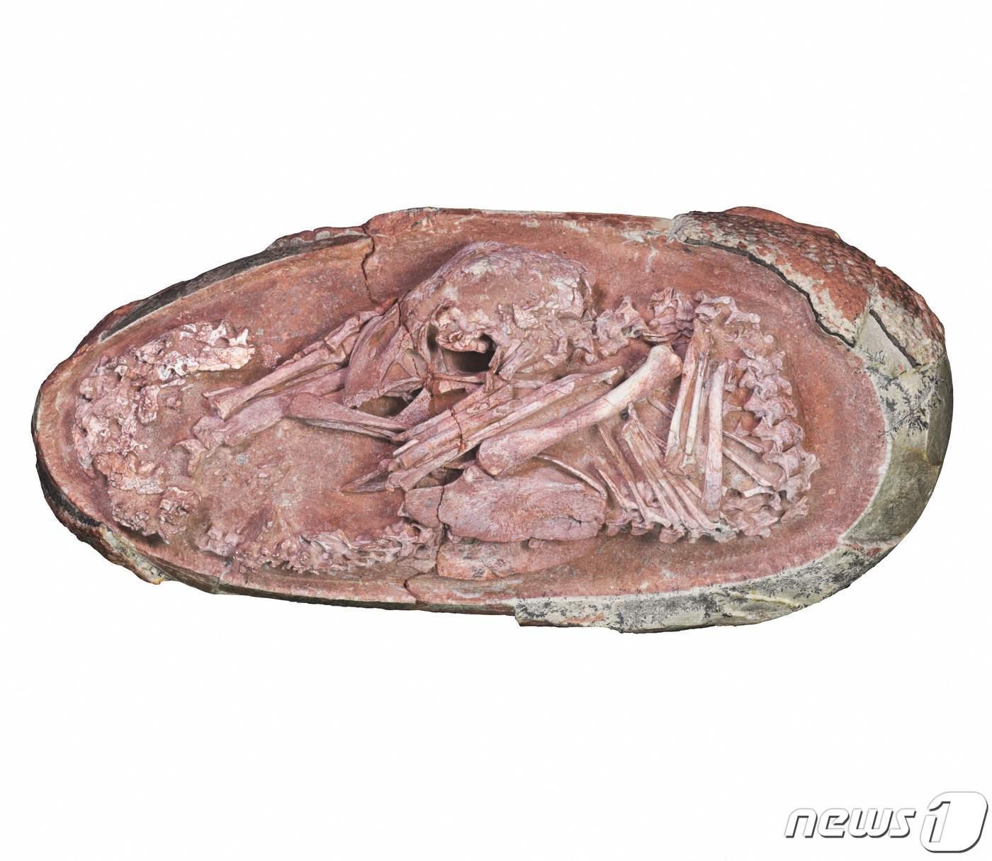 본문 이미지 - 중국 장시성 간저우에서 발견된 공룡 오비랍토르사우루스 아기 화석인 '잉량'의 모습. 21일(현지시간) 과학자들은 이런 웅크린 자세가 새의 조상이 공룡임을 뒷 받침 하는 근거라고 주장했다. 2021.12.22 ⓒ AFP=뉴스1 ⓒ News1 김민수 기자