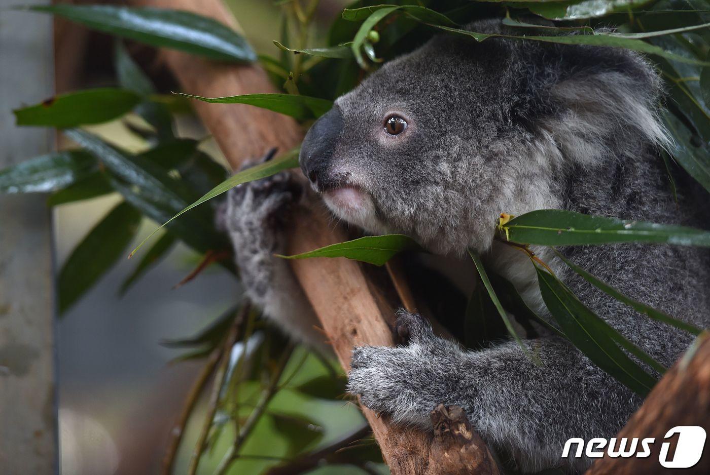 코알라가 2016년 4월 28일(현지시간) 호주의 한 병원에서 휴식을 취하고 있다. ⓒ AFP=뉴스1 ⓒ News1 김지현 기자