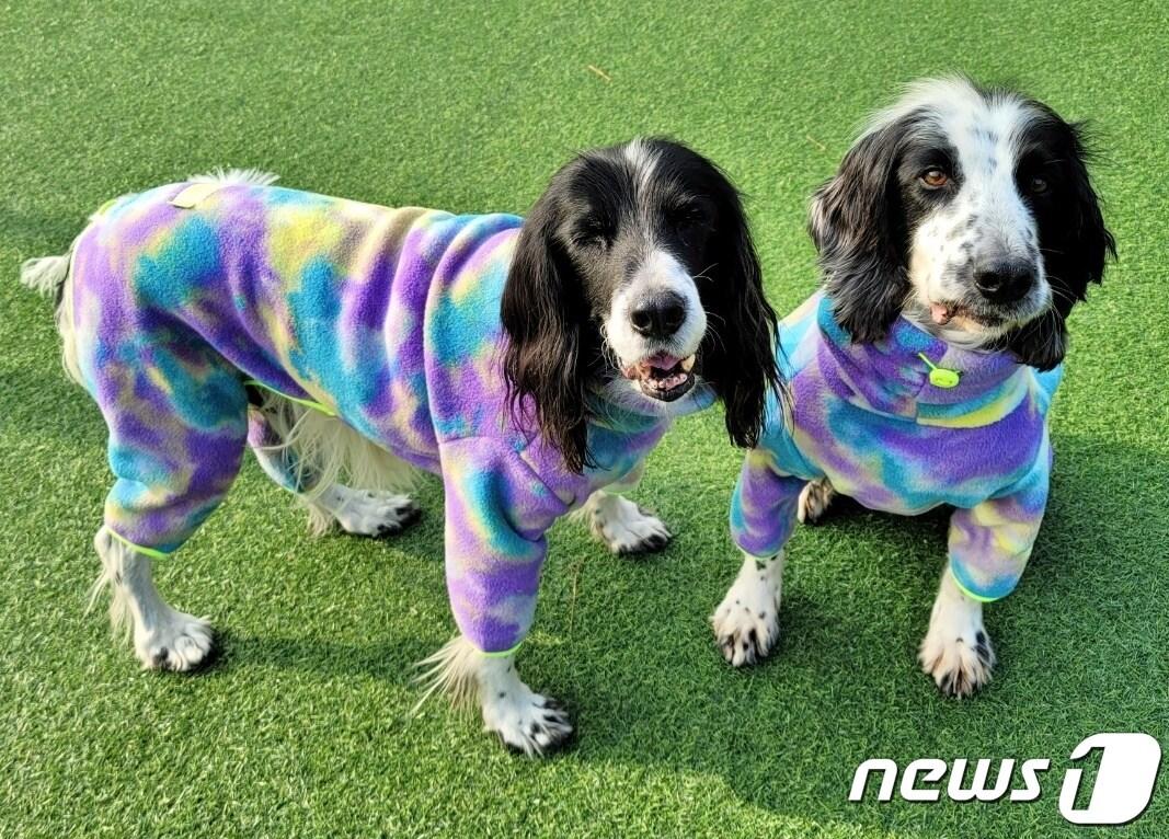 본문 이미지 - 은퇴한 인명구조견 수안(왼쪽)과 수안의 체세포를 복제한 복제견 다솔이 한집에서 살게 됐다.(수안 보호자 제공) ⓒ 뉴스1