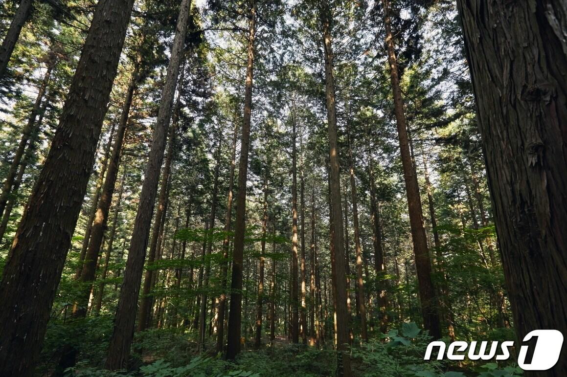 본문 이미지 - 축령산 편백나무 숲 전경(국립장성숲체원). (사진은 기사 내용과 무관함) / 뉴스1 ⓒ News1