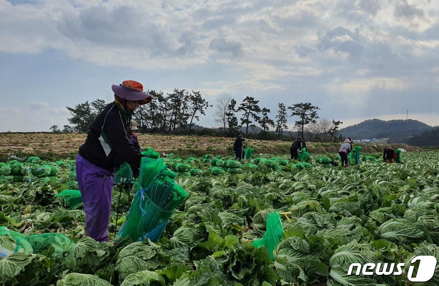 전남 해남군 황산면의 배추밭에서 외국인 노동자들이 배추를 수확하고 있다.2021.12.03/뉴스1 ⓒ News1 박진규 기자