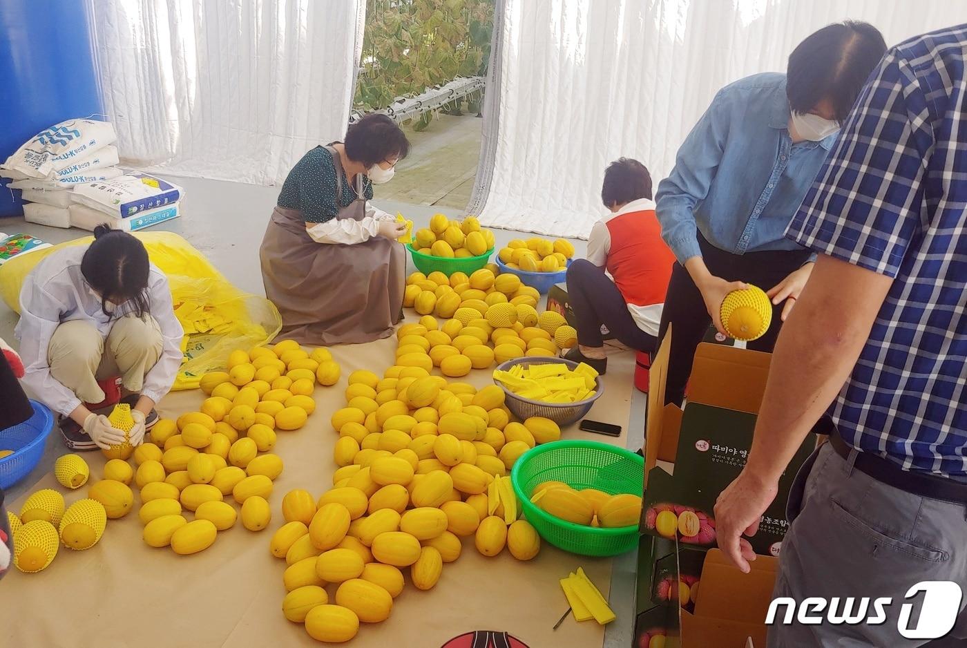 본문 이미지 - 진천군이 올해 다양한 새 기술 보급으로 지속가능한 농업환경을 구축했다. 사진은 참멜 포장작업.(진천군 제공)ⓒ 뉴스1